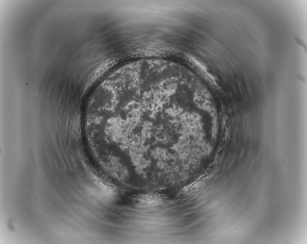 X0000095510250200712281444