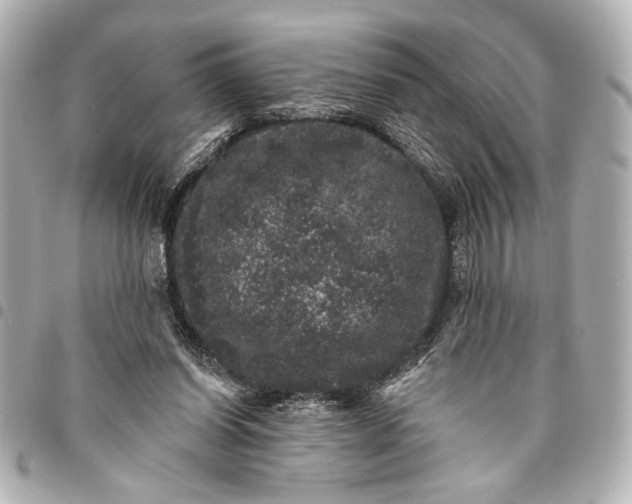 X0000095510254200712281444
