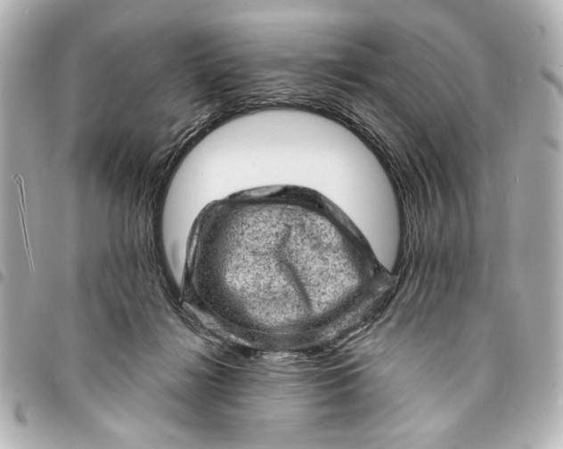 X0000095510268200712281444
