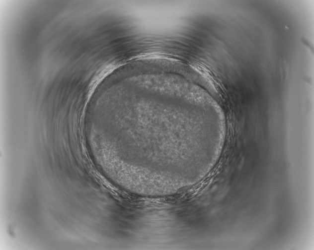 X0000095510289200712281444
