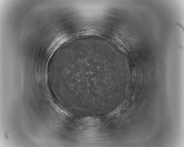 X0000095510290200712281444
