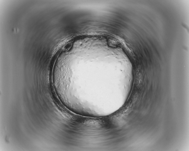 X0000095510299200712281444