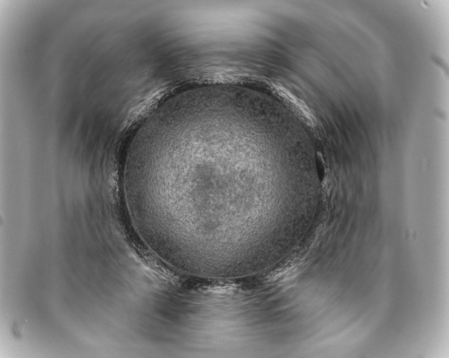 X0000095510306200712281444