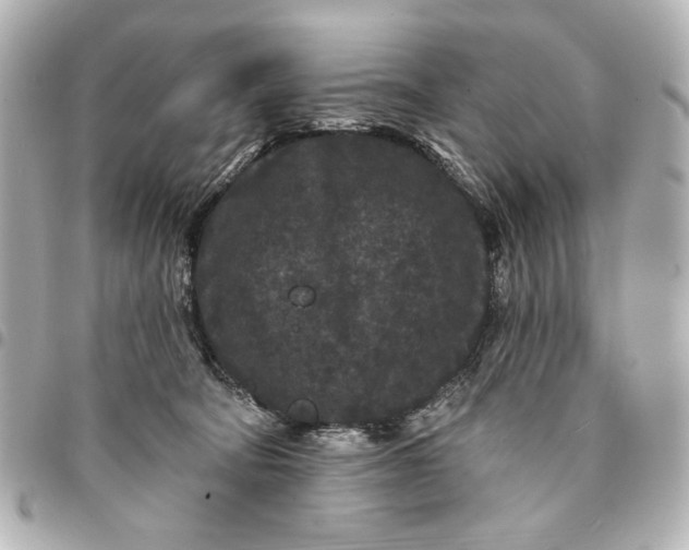 X0000095510322200712281443