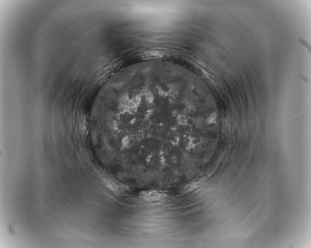 X0000095510331200712281443