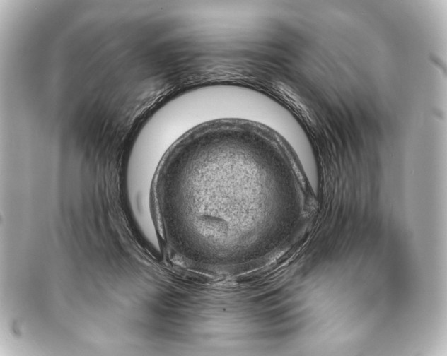 X0000095510362200712281443