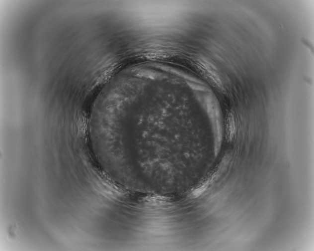 X0000095510367200712281443