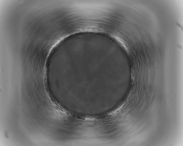 X0000095510388200712281442