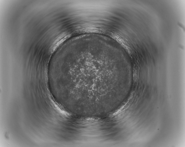 X0000095510390200712281442