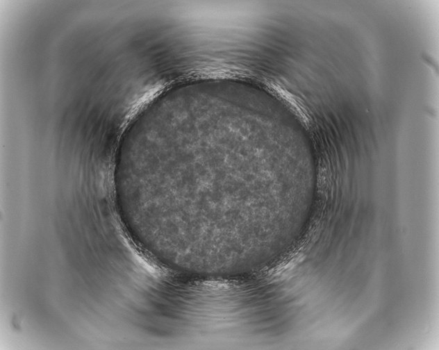 X0000095510394200712281442