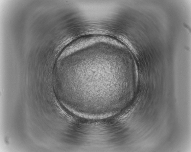 X0000095510433200712281441
