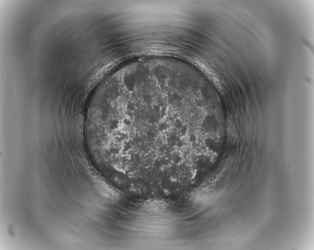 X0000095510445200712281441