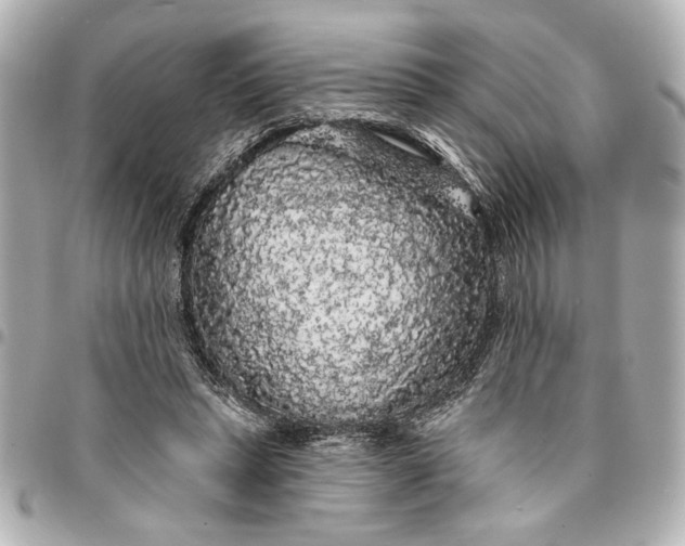 X0000095510447200712281441