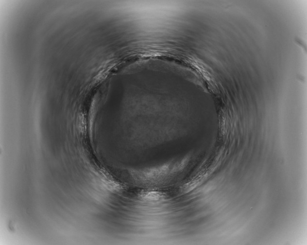 X0000095510467200712281442