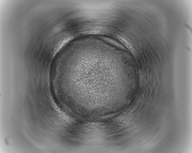 X0000095510482200712281441