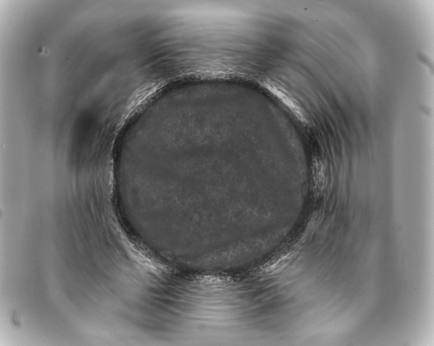 X0000095510494200712281441