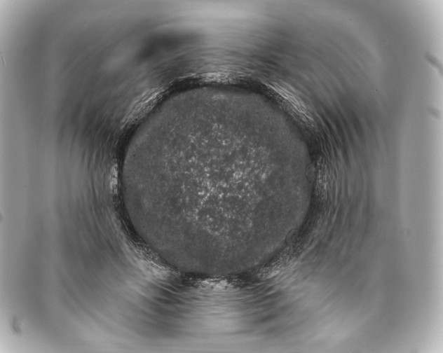 X0000095510502200712281441