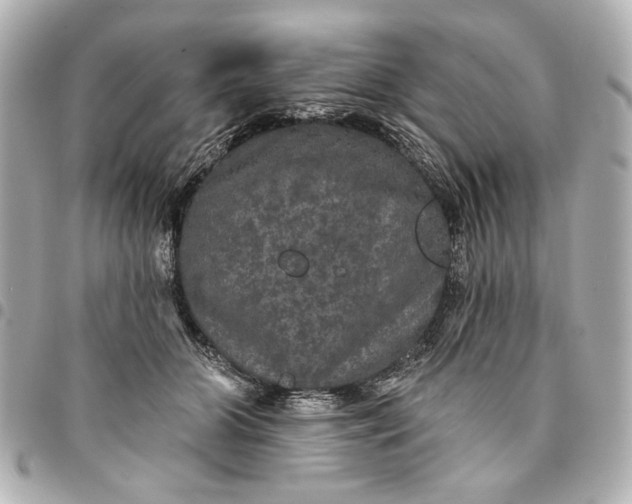 X0000095510510200712281441