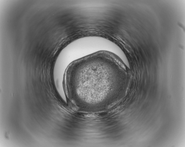 X0000095510516200712281441