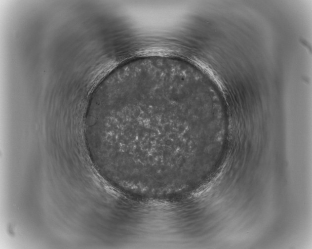 X0000095510529200712281440