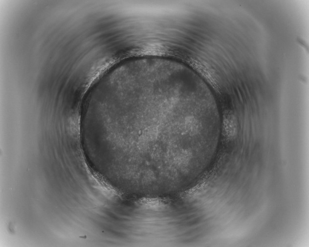 X0000095510534200712281440