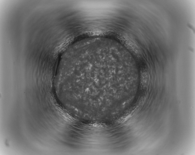 X0000095510545200712281440