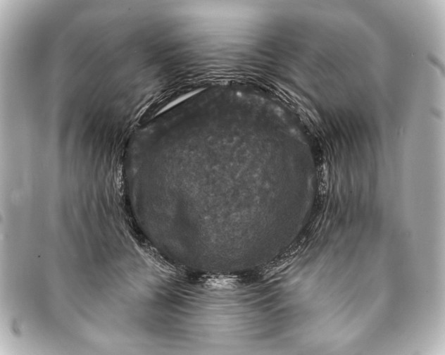X0000095510560200712281440