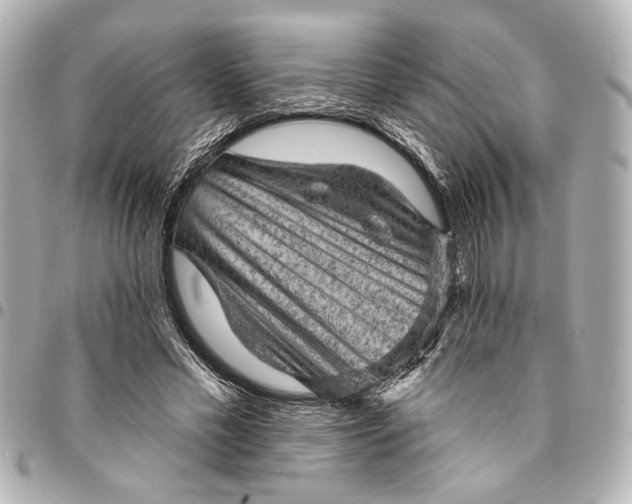 X0000095510589200712281439