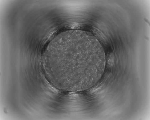 X0000095510620200712281439