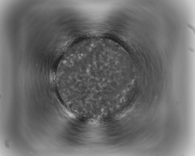 X0000095510624200712281439