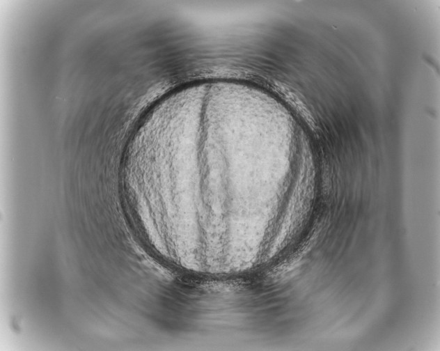 X0000095510625200712281438