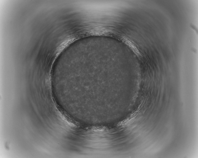 X0000095510626200712281438