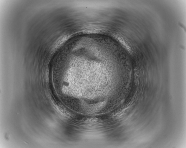 X0000095510631200712281438