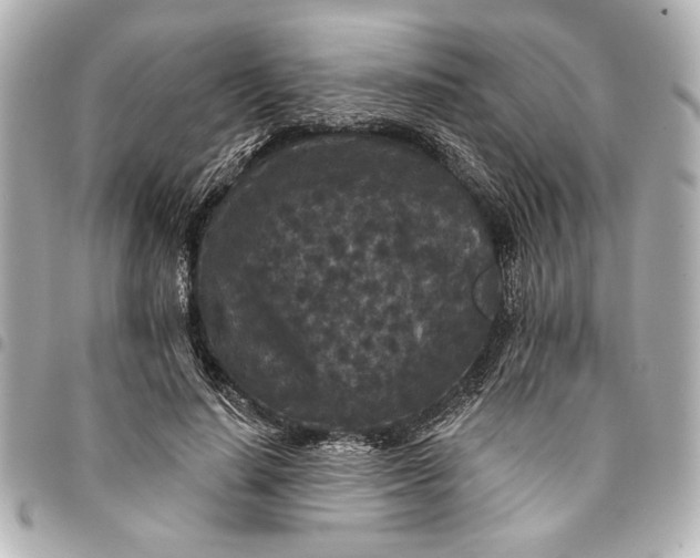 X0000095510644200712281439