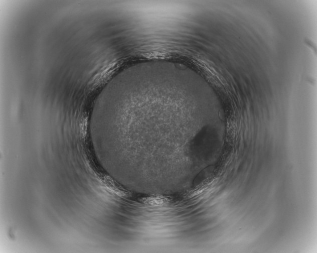 X0000095510652200712281439