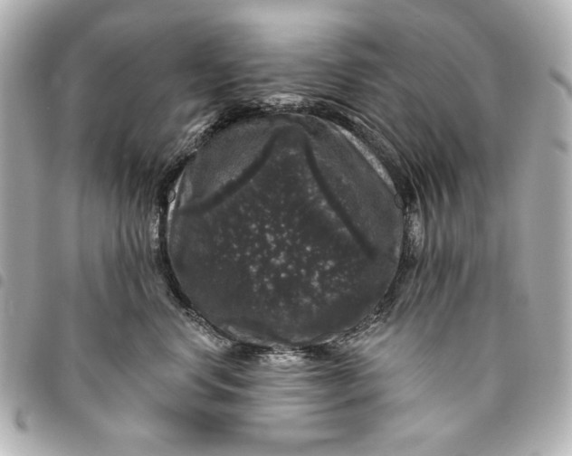 X0000095510668200712281439