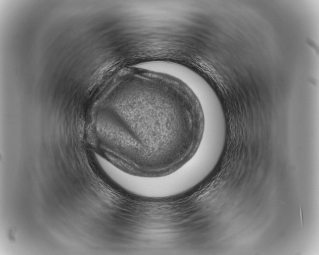 X0000095510693200712281438