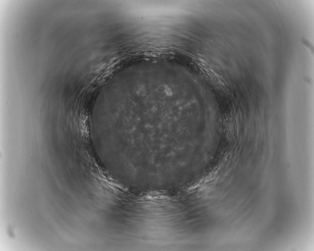 X0000095510770200712281437
