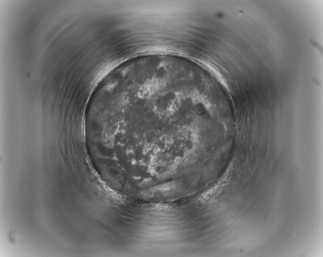X0000095510839200712281436