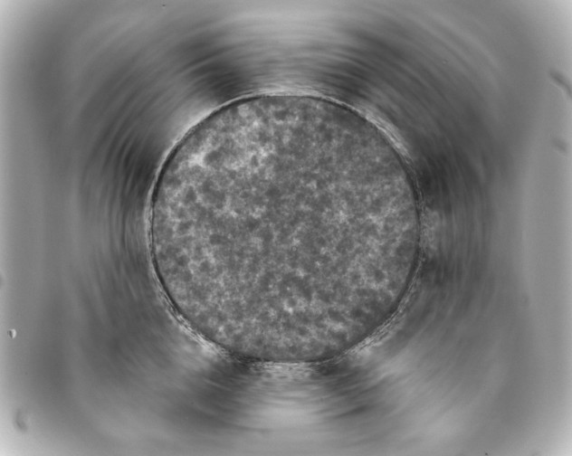 X0000095510856200712281436