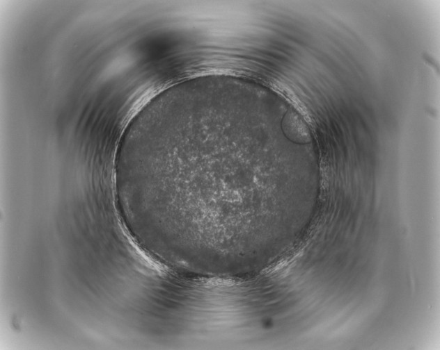 X0000095510890200712281435