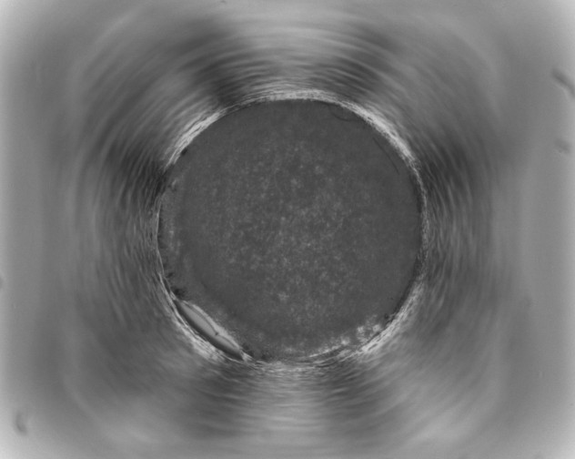 X0000095510897200712281435
