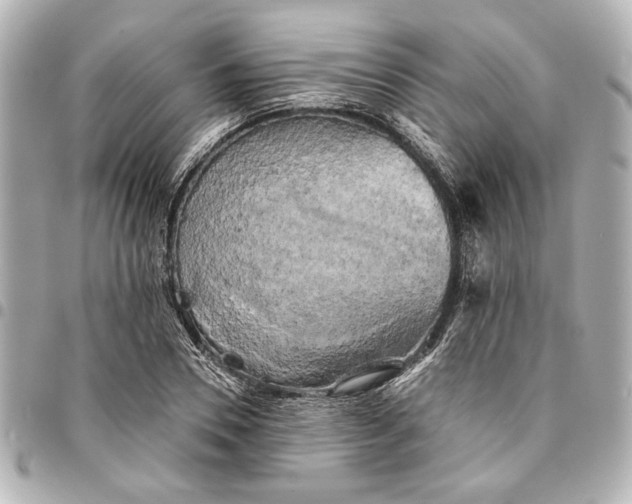 X0000095510930200712281435