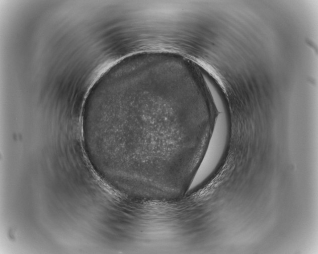 X0000095510935200712281435