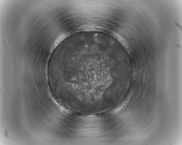 X0000095510986200712281434