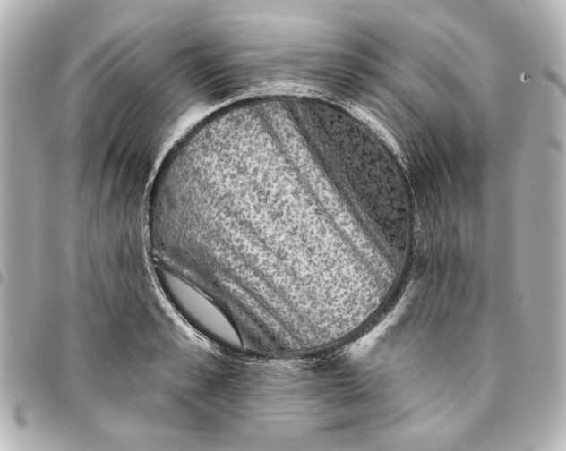 X0000095510989200712281434