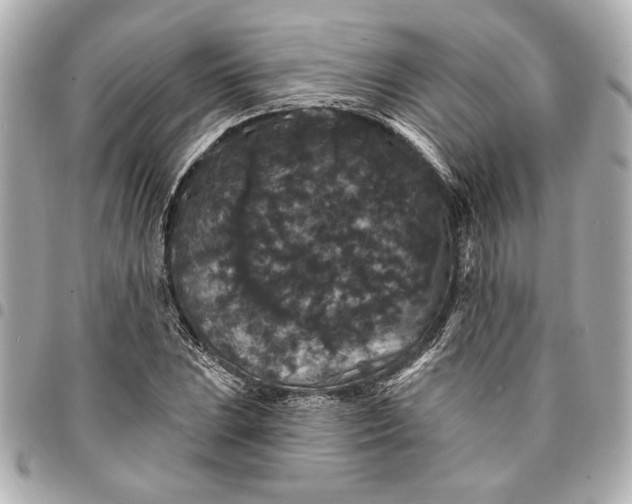 X0000095511023200712281433
