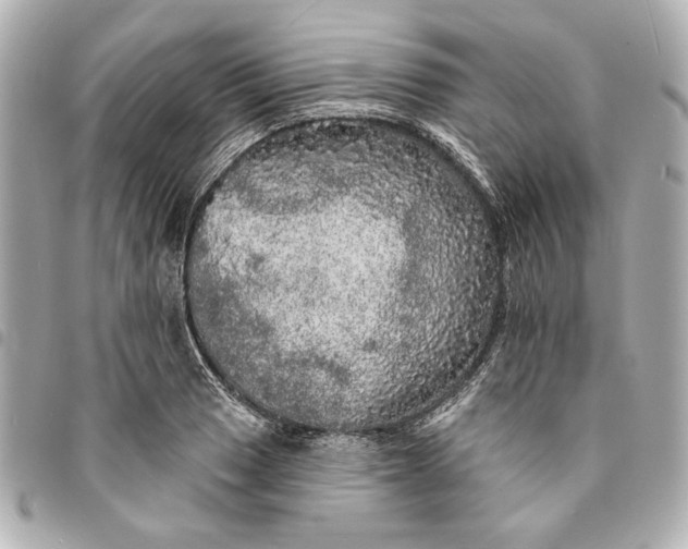 X0000095511033200712281433