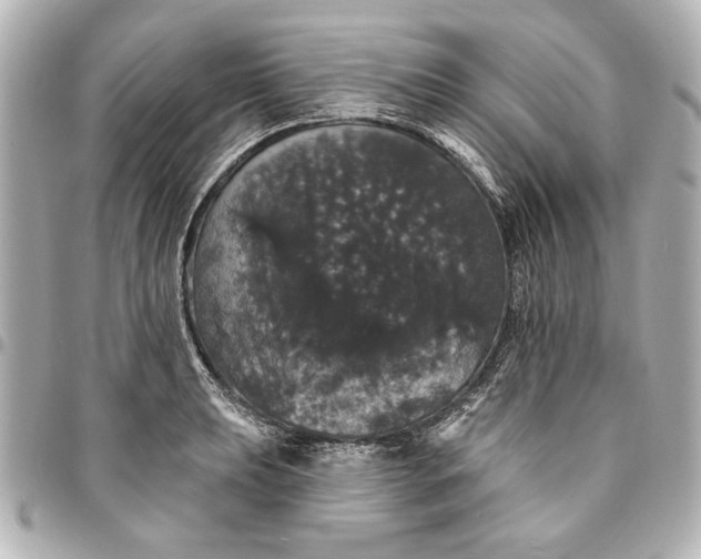 X0000095511039200712281433