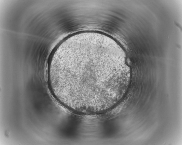 X0000095511126200712281432